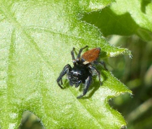 Carrhotus xanthogramma